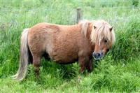 Shetlands pony