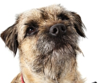 Border Terrier