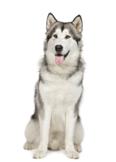 Alaskan malamute