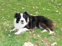 Australian shepherd 