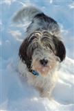 Basset griffon