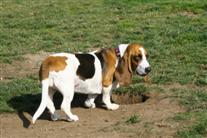 Blodhund 