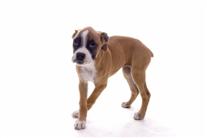 Boxer