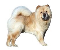 Chow chow 