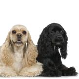 Cocker spaniel