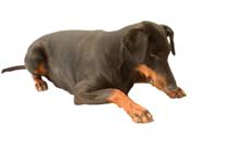 Dobermann