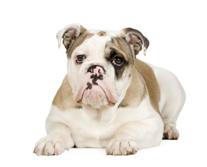 Engelsk bulldog