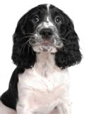 engelsk springer spaniel
