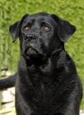 flat coated retriever