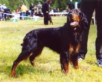 Gordon Setter