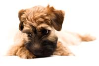 Irsk terrier