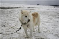 Islandsk fårehund