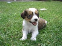 Kooikerhondje
