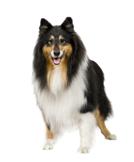Langhåret collie
