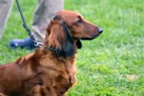 Langhåret gravhund