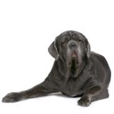 Mastiff