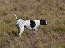 Pointer