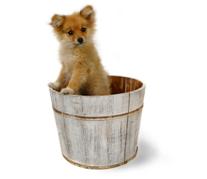 Pomeranian