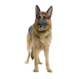 Schæferhund