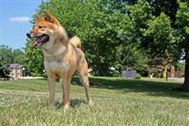 Shiba