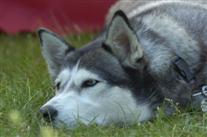 Sibirian husky