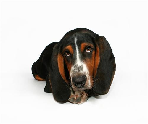 Basset hound - alt om den hund