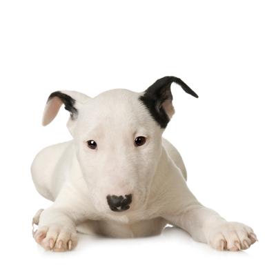 Bull terrier - om den livsglade hund