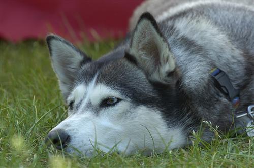 Sibirian husky - alt om sociale hund