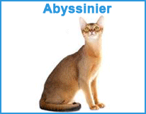 Katte