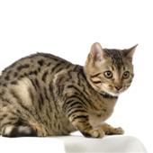 Bengal
