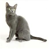 Korat