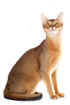 elleve Arkæologiske Permanent Abyssinier - alt om den omgængelige kat